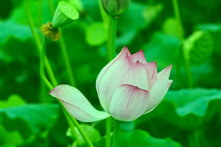Olivia, 39 — Escort in Wufu, China