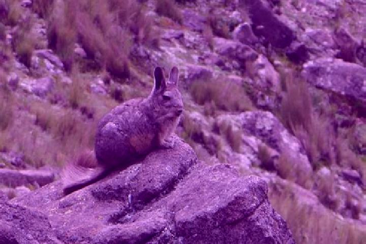 Penelope, 20 — Escort in Chicla, Peru