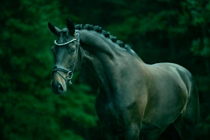 Penelope, 21, a chestnut dark-eyed european companion based in Bosanski Kobas. Offering Roleplay, A-Level, CIM. Available for incall and outcall, overnight b...