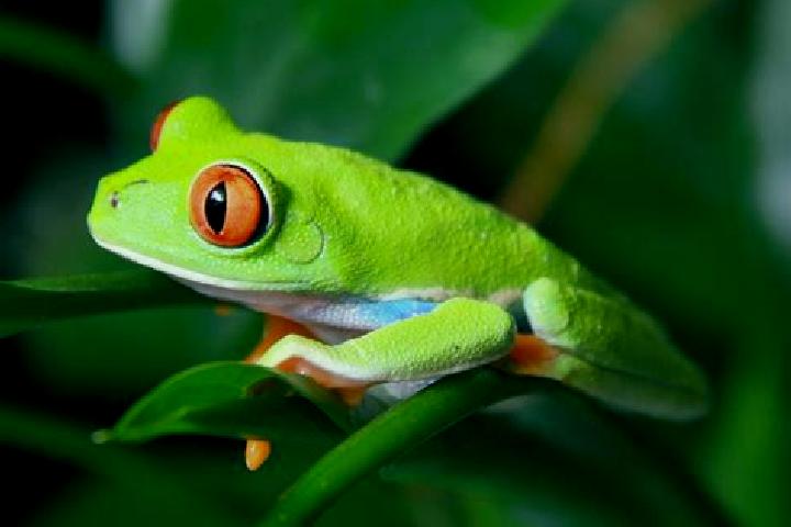 Penelope, 21, a red green-eyed caribbean companion based in Normandin. Offering GFE, Girlfriend Experience, Erotic Massage, Dinner Date. Available for incall...