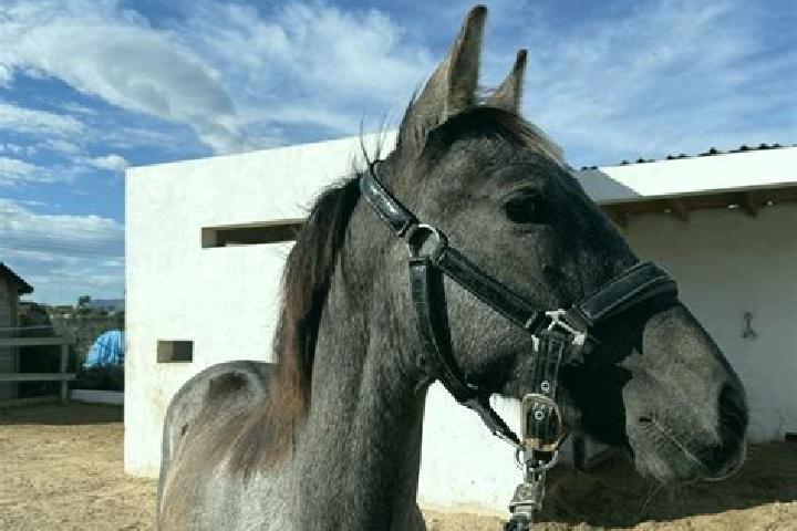 Penelope, 21 — Escort in Agua Tordillo, Mexico