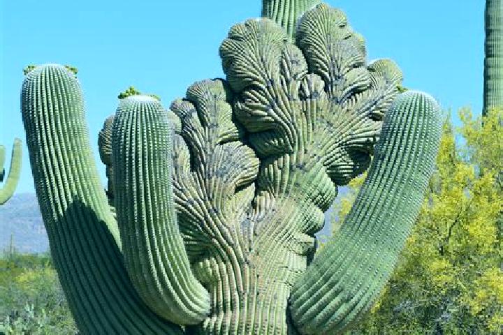 Penelope, 23 — Escort in Cactus Forest, United States