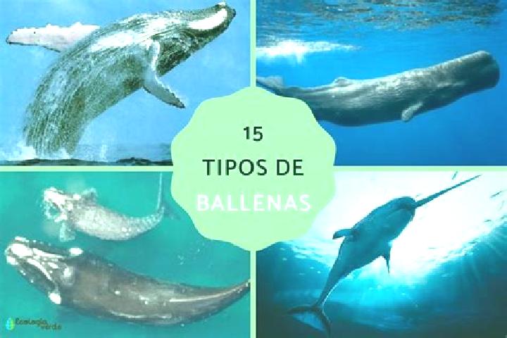Penelope, 29 — Escort in Fraccionamiento la Ballena Segunda Etapa, Mexico