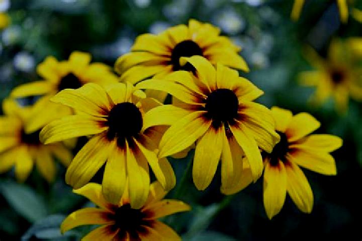 Penelope, 30, a black brown-eyed mixed companion based in Amagbagan. Offering Duos, Massage, Fetish. Available for incall and outcall, day and evening dates.