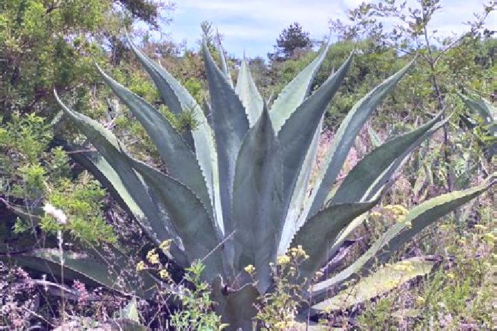 Penelope, 30 — Escort in Los Magueyitos, Mexico