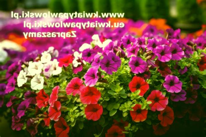 Penelope, 33 — Escort in Zawady, Poland