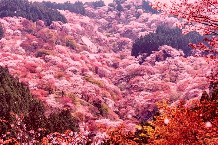 Penelope, 37 — Escort in Tatsuno-kita, Japan