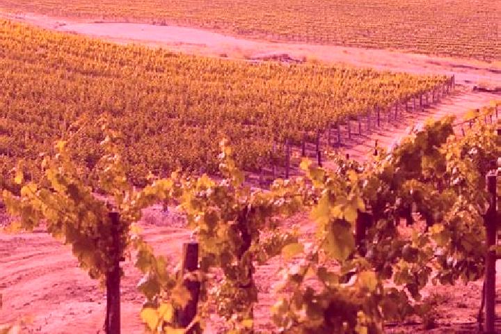 Penelope, 39 — Escort in Vineyard, Australia