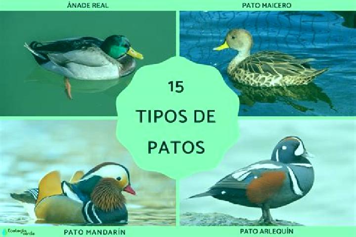 Piper, 20 — Escort in Arroyo de Los Patos, Argentina