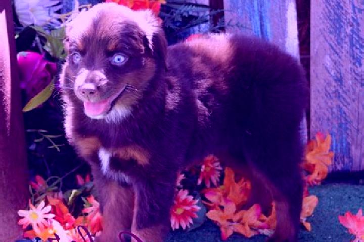 Piper, 22, a red blue-eyed caribbean companion based in Tcheboa. Offering Deep French Kissing, Prostate Massage, OWO, Striptease. Available for incall and ou...