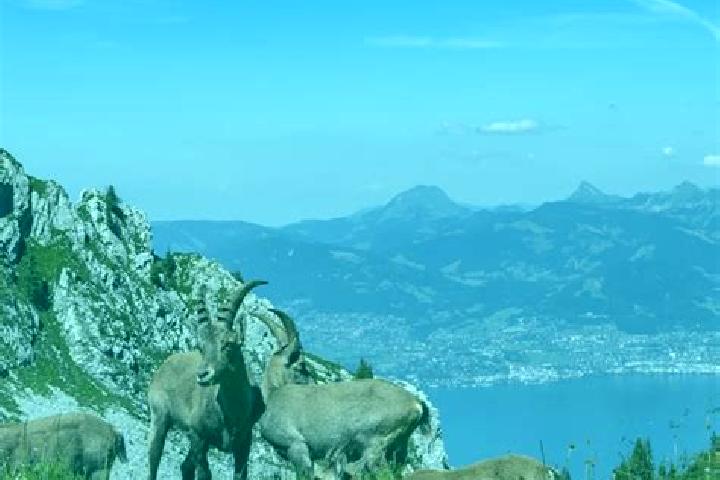 Piper, 22 — Escort in Bernex, Switzerland