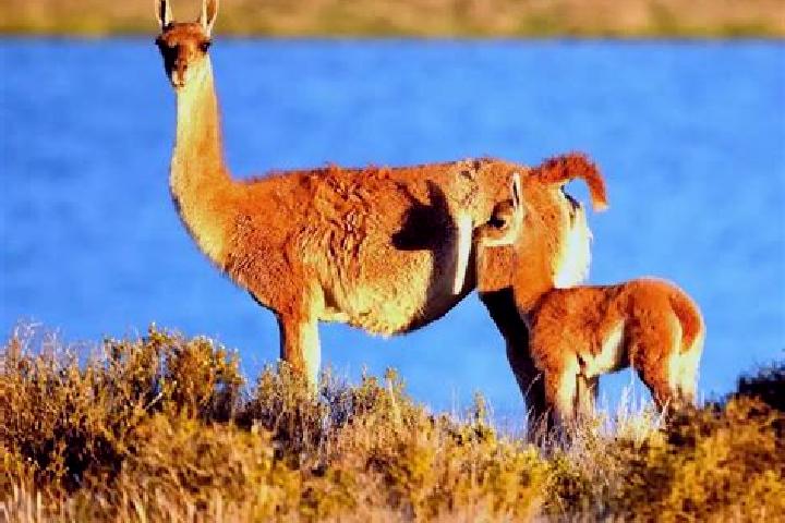 Piper, 22 — Escort in Pampa de los Guanacos, Argentina