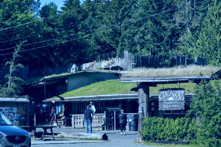 Piper, 23 — Escort in Coombs, Canada
