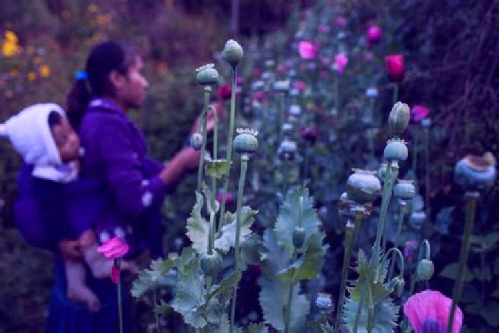 Piper, 23 — Escort in Santa Cruz Yucucani, Mexico