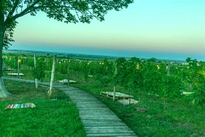 Piper, 24 — Escort in Bucium-Orlea, Romania