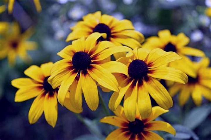 Piper, 27, a black dark-eyed mixed companion based in Walliba Kunda. Offering Travel Companion, Overnight, CIM. Available for incall and outcall, overnight b...