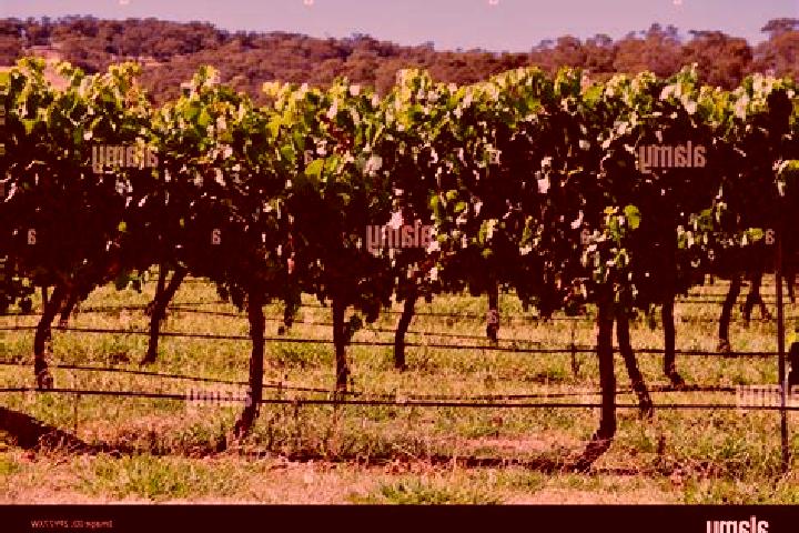 Piper, 27 — Escort in The Vines, Australia