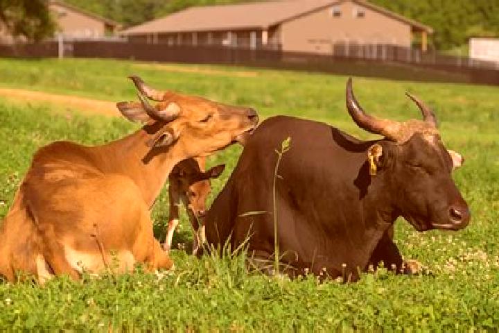 Piper, 28 — Escort in Banteng, Indonesia