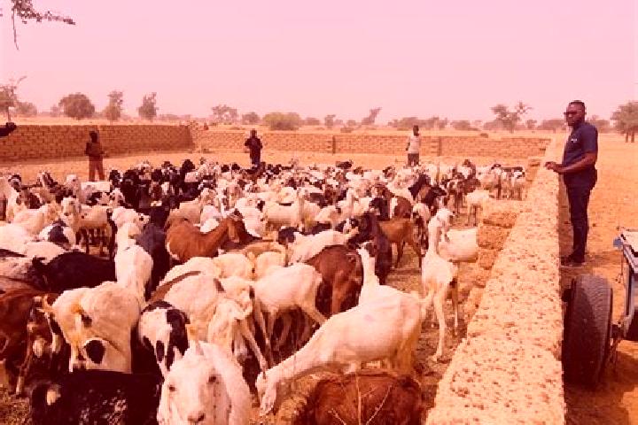 Piper, 29 — Escort in Bagaroua, Niger