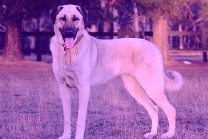 Piper, 30 — Escort in Kangal, Turkey
