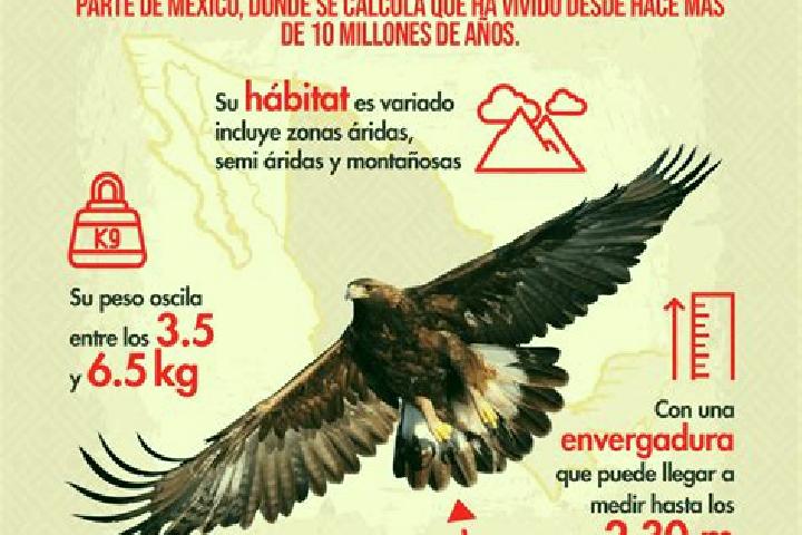 Piper, 31 — Escort in El Aguila, Mexico
