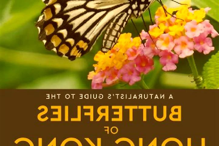 Piper, 32 — Escort in Butterfly, Hong Kong