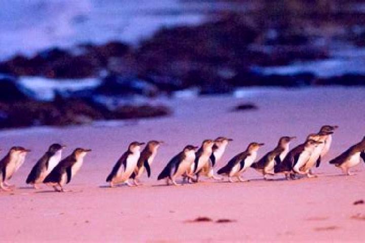 Piper, 32 — Escort in Phillip Island, Australia