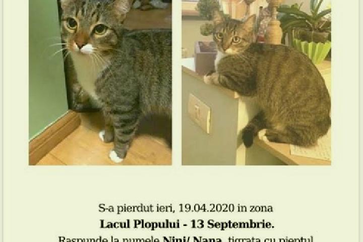 Piper, 33 — Escort in Heliade Radulescu, Romania