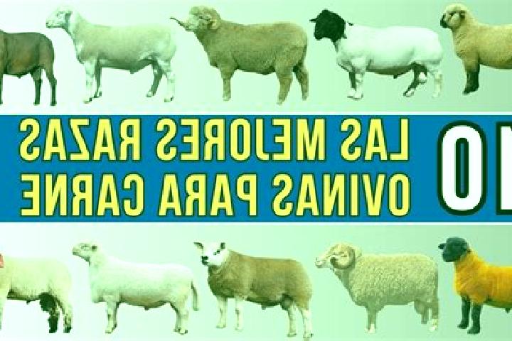 Piper, 33 — Escort in Paso de Ovejas, Mexico