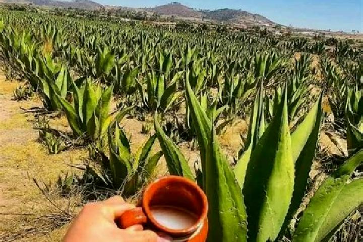 Piper, 34 — Escort in San Lucas del Pulque, Mexico