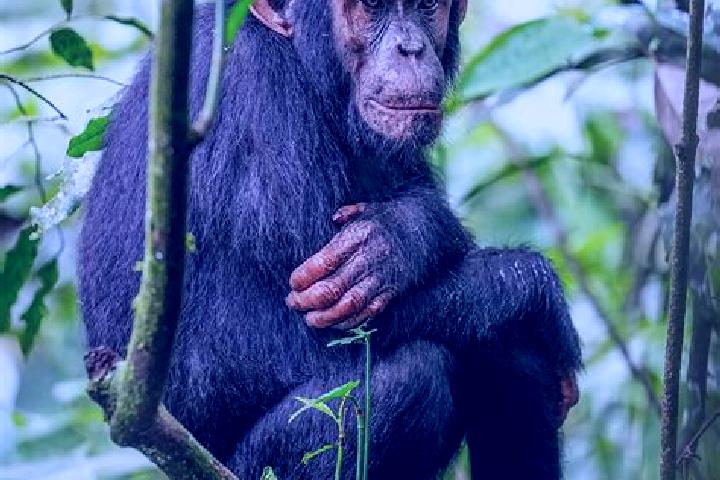 Piper, 37 — Escort in Kibale, Uganda