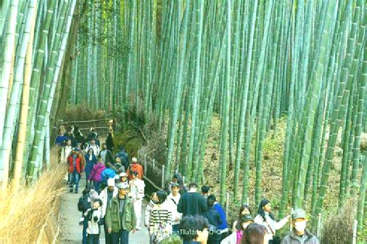 Piper, 38 — Escort in Arashiyama, Japan