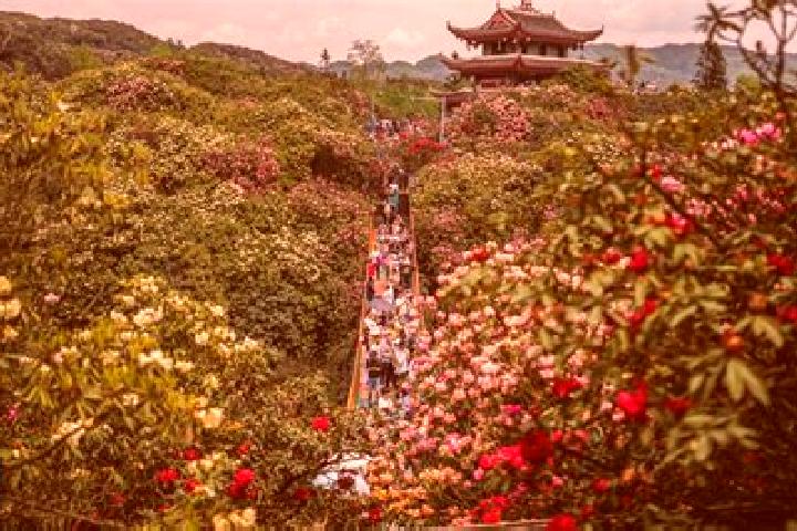 Piper, 38 — Escort in Bijie, China
