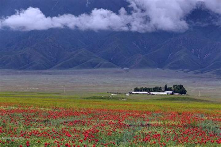 Piper, 38 — Escort in Novaya Shul ba, Kazakhstan