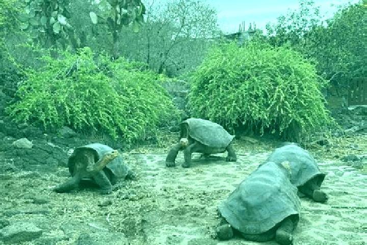 Quinn, 21 — Escort in Galapagos, Spain