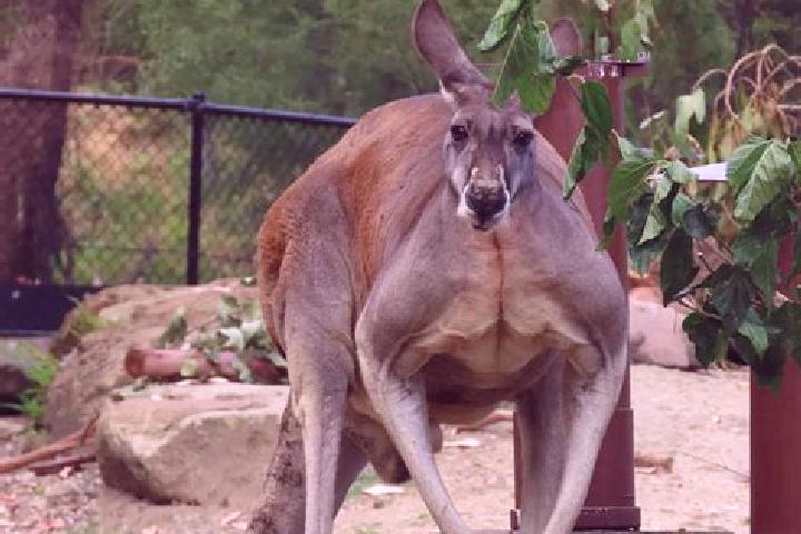 Quinn, 22 — Escort in Boggabri, Australia