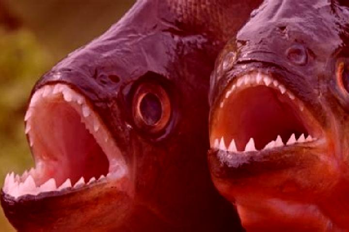 Quinn, 23 — Escort in Piranhas, Brazil