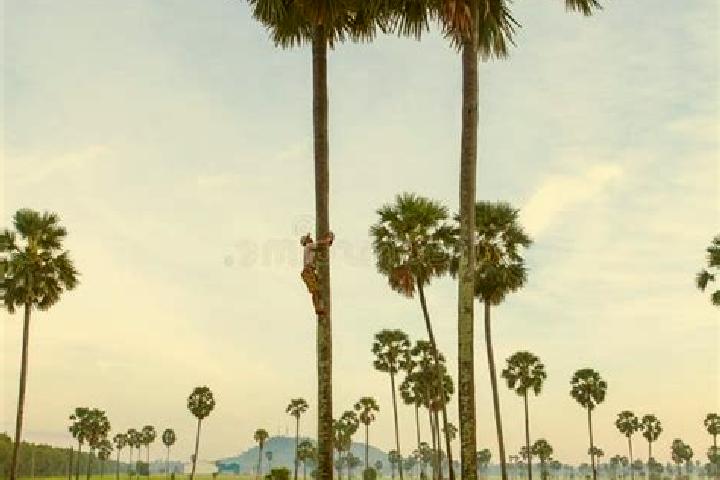 Quinn, 28 — Escort in Phnum Sruoch, Cambodia