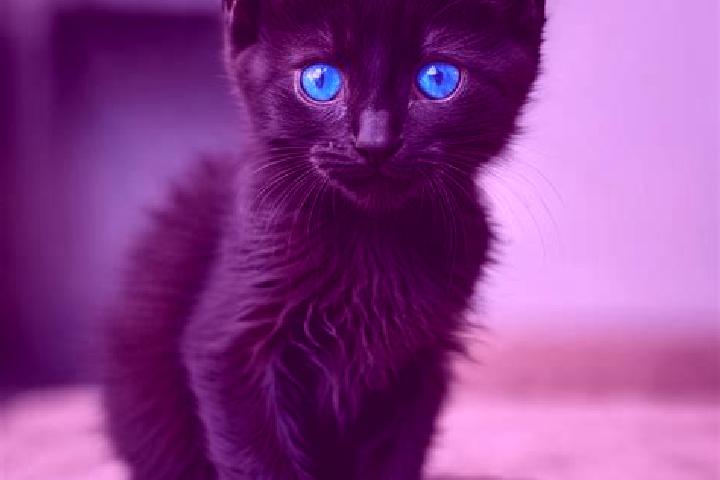 Quinn, 31, a black blue-eyed mediterranean companion based in Malka. Offering Party Girl, CIM, Fetish, OWO, Domination. Available for incall and outcall, ove...