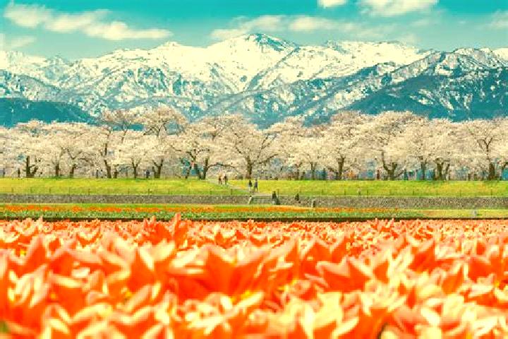 Quinn, 32 — Escort in Toyoyama, Japan