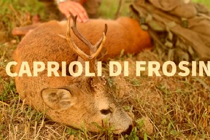 Quinn, 35 — Escort in Gerre de Caprioli, Italy