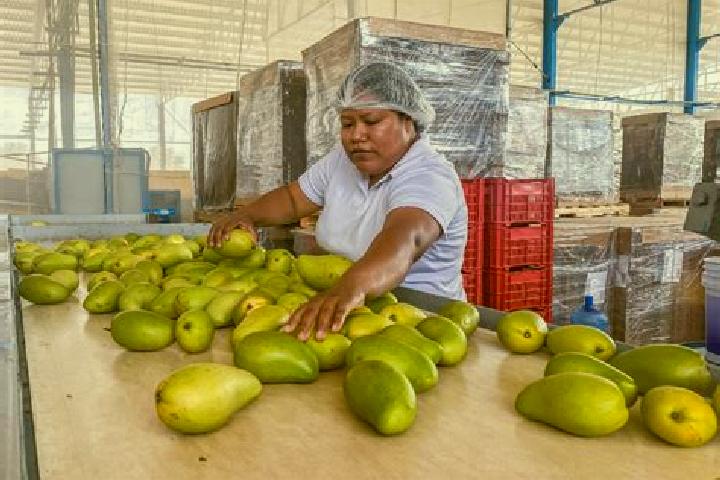 Quinn, 35 — Escort in Plan de los Mangos, Mexico