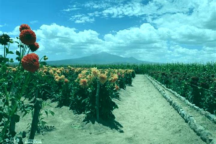Quinn, 36 — Escort in Guadalupito las Dalias, Mexico