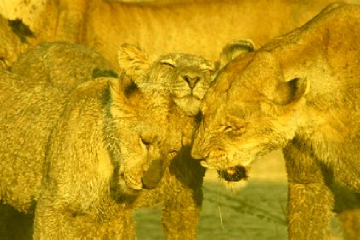 Quinn, 37 — Escort in Ruaha, Tanzania