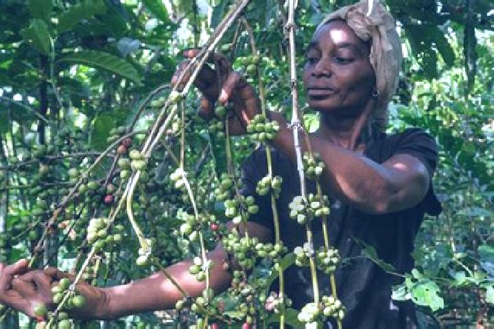 Quinn, 39 — Escort in Yangambi, DR Congo