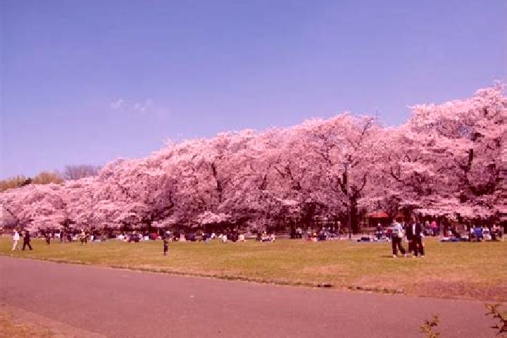 Riley, 22 — Escort in Kodaira, Japan