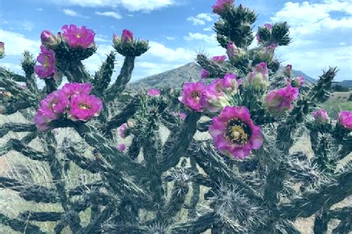 Riley, 26 — Escort in San Gabriel Chilac, Mexico
