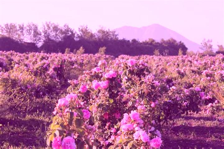 Riley, 30 — Escort in El Organal, Mexico