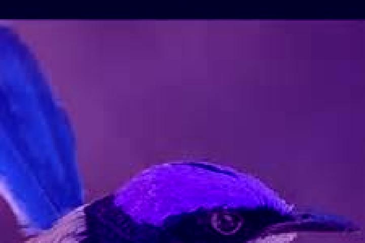 Riley, 30 — Escort in Pemulwuy, Australia