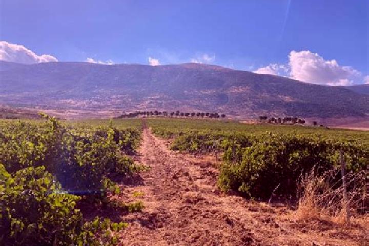 Riley, 32, a chestnut green-eyed caucasian companion based in Deir el Ahmar. Offering Tantra, CIM, Deep French Kissing. Available for incall and outcall, ove...